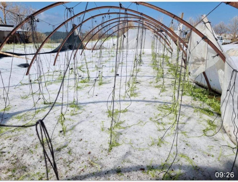 Konya yolundaki çiftçileri don ve selden sonra dolu vurdu 1